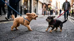 Dlaczego pies reaguje agresywnie na inne psy: nie chodzi o złośliwość