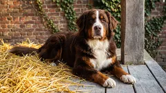 Te rasy psów najlepiej sprawdzają się jako psy stróżujące: która rasa będzie dla Ciebie odpowiednia