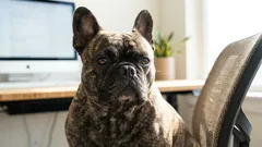 Dlaczego buldogi francuskie często puszczają bąki: główna przyczyna nie jest taka oczywista