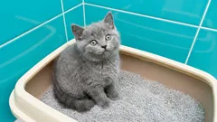 Utylizacja żwirku dla kotów: czy robisz to prawidłowo