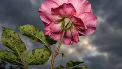 Róże nie ucierpią, jeśli posadzisz obok nich jeden kwiat: który wybrać